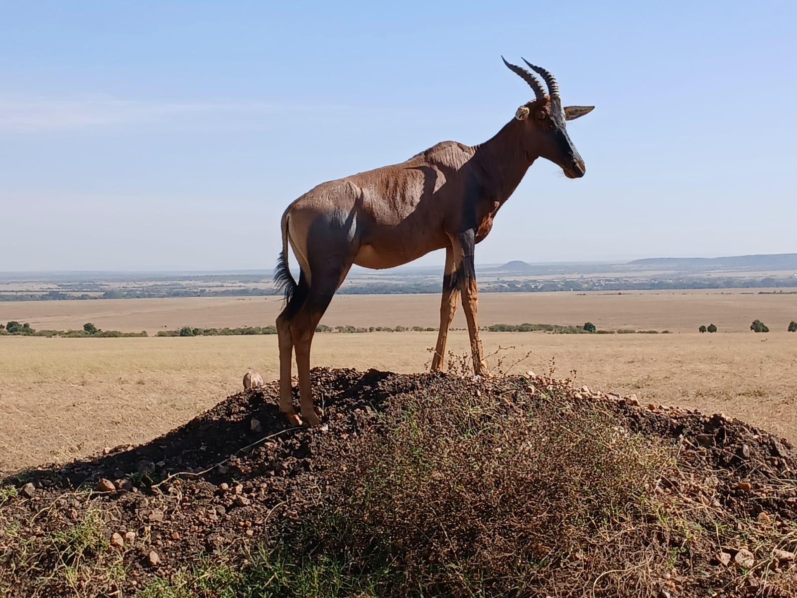 Gazelle in the savannah Mosmak
