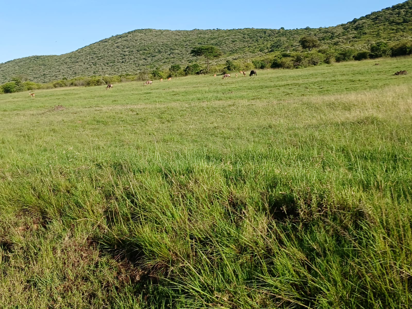 Gazelles feeding in the savannah Mosmak