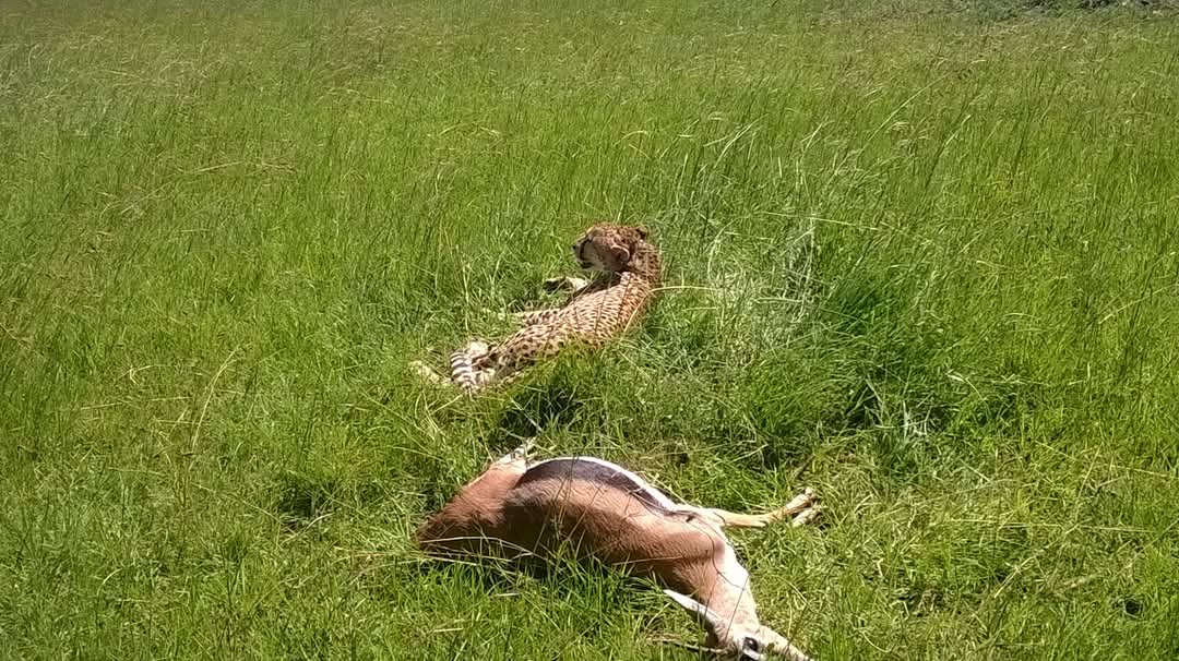 Leopard hunting in the savannah Mosmak
