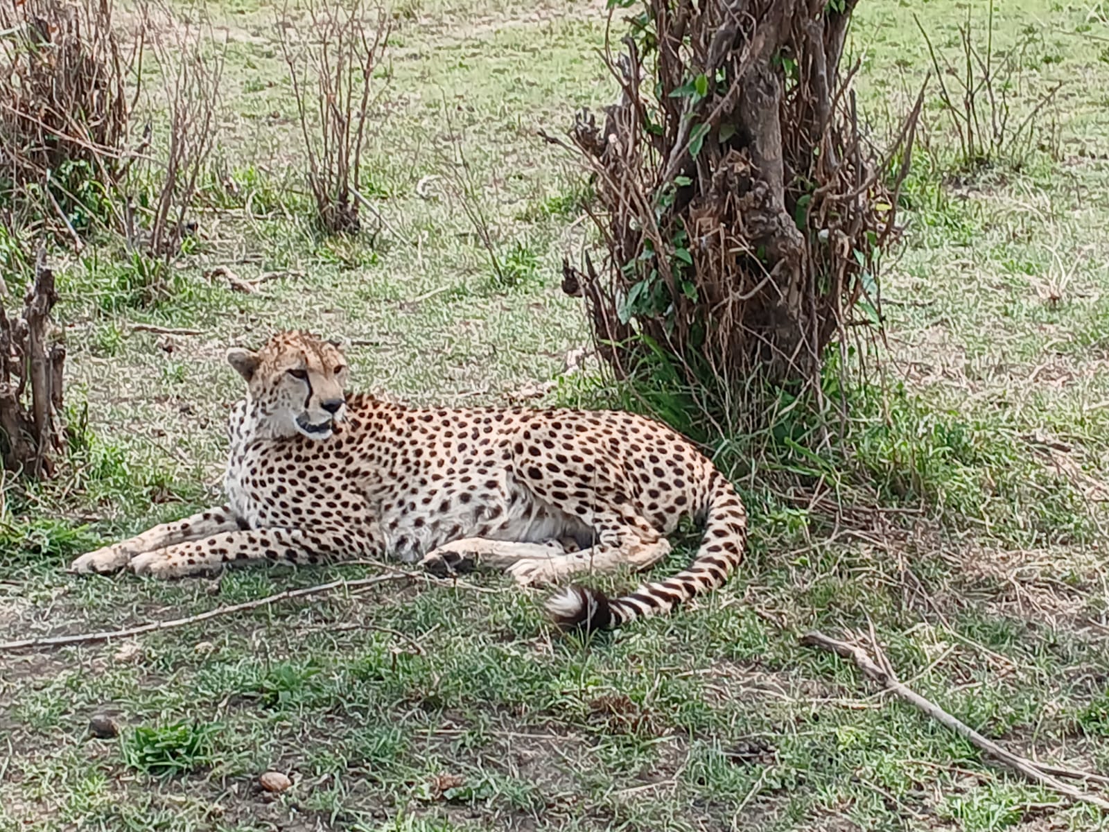 Leopard resting in the savannah Mosmak