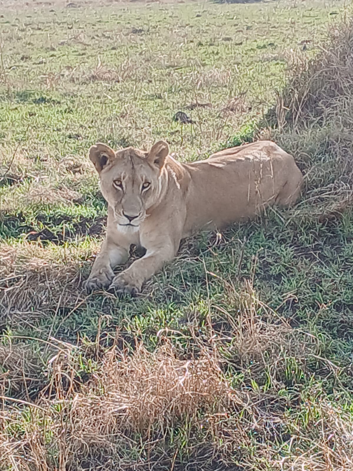 Lion looking out over the savannah Mosmak