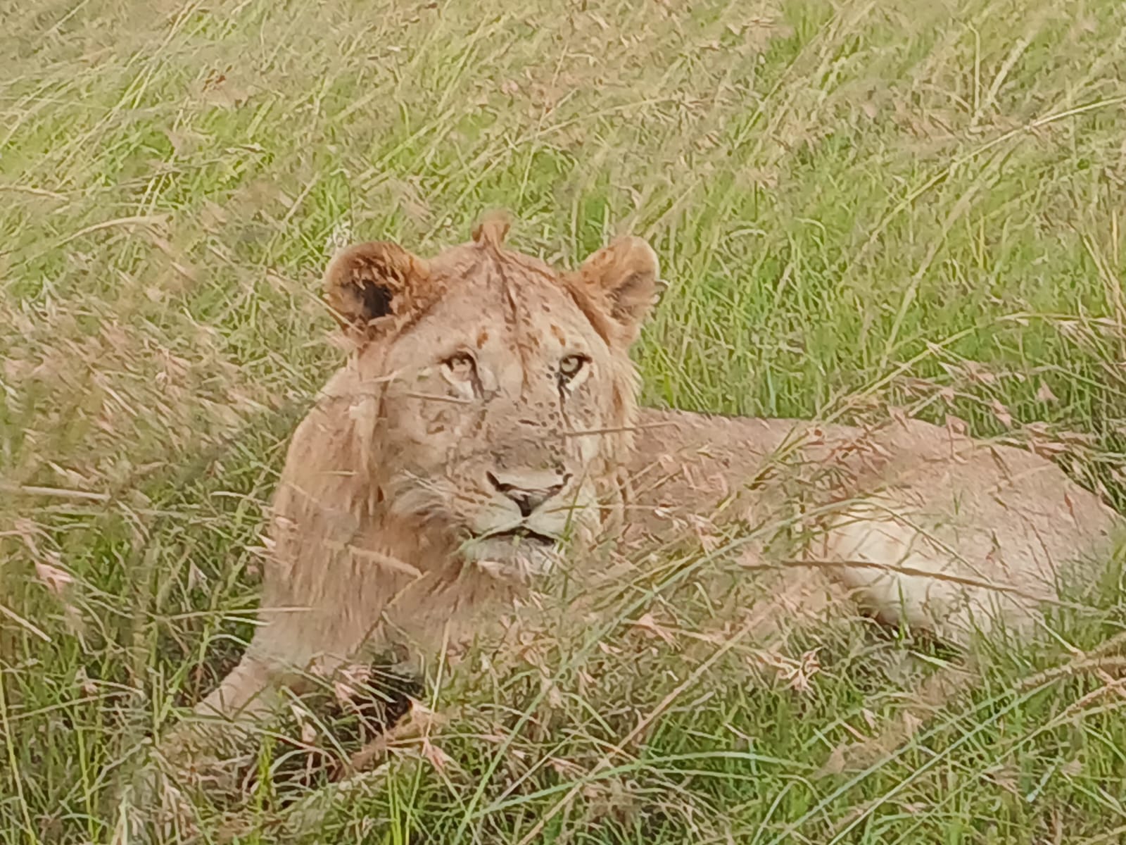 Lioness resting in the savannah Mosmak