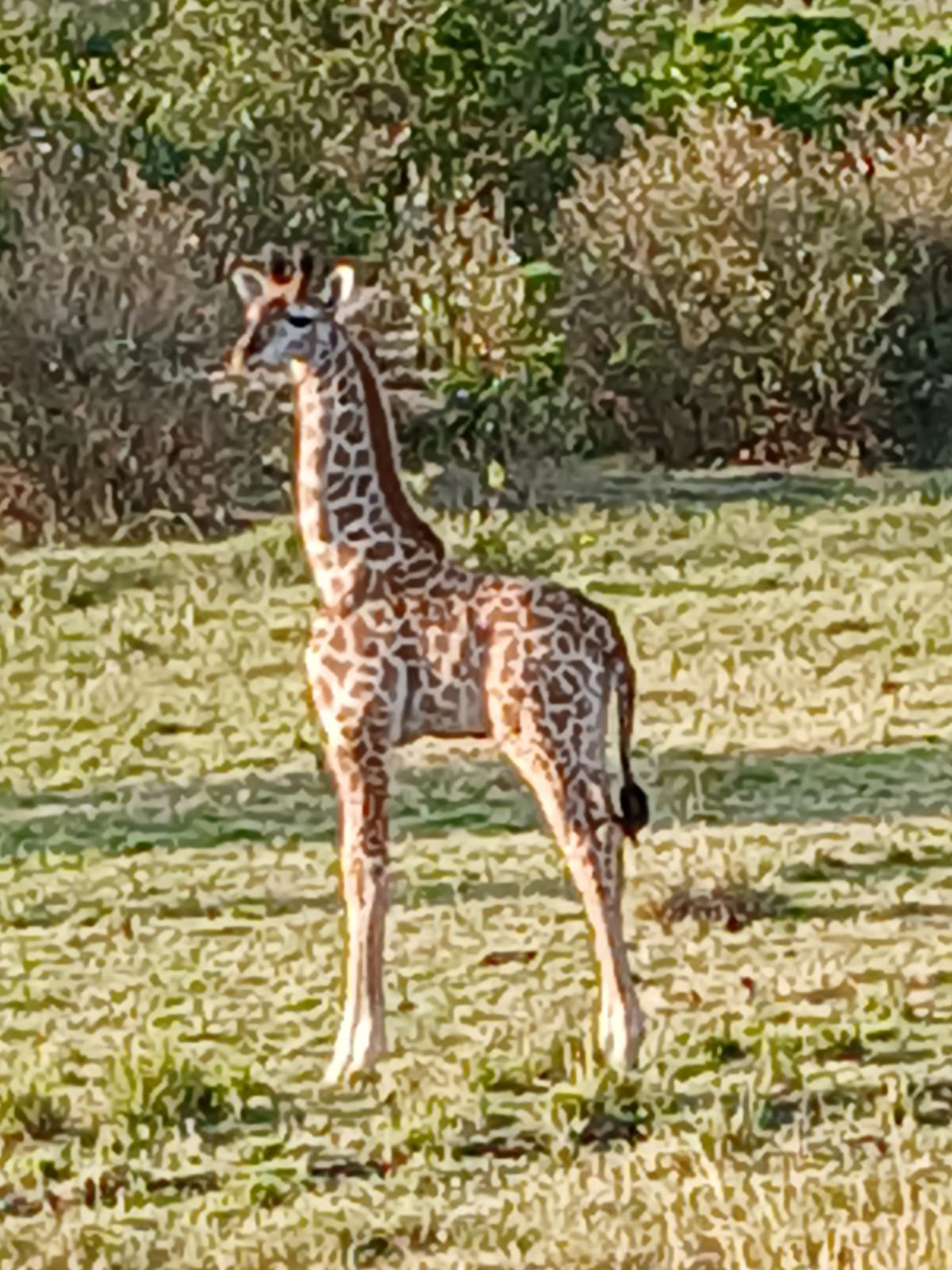 Young giraffe in the savannah Mosmak