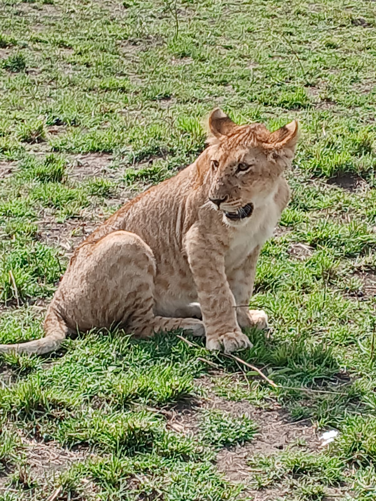 Young leopard in the savannah Mosmak