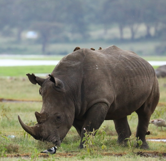 Ngorongoro Crater Mosmak
