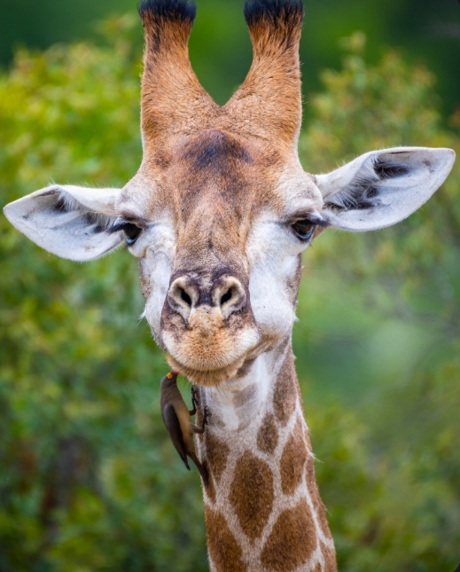 Kilimanjaro Mosmak Giraffe