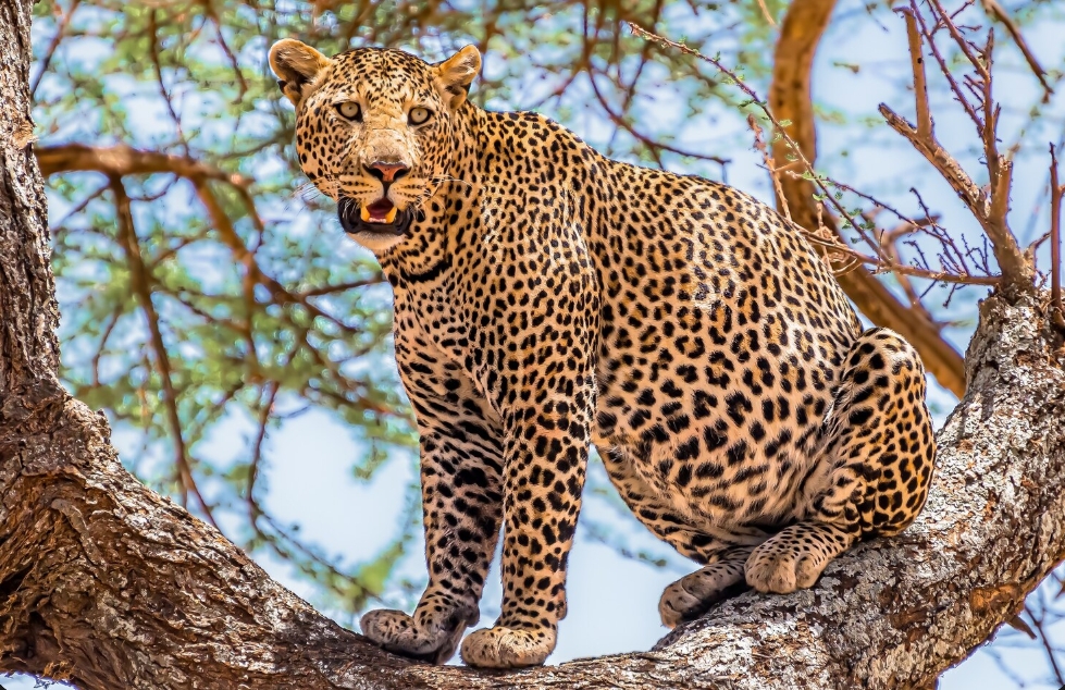 Serengeti Leopard Mosmak