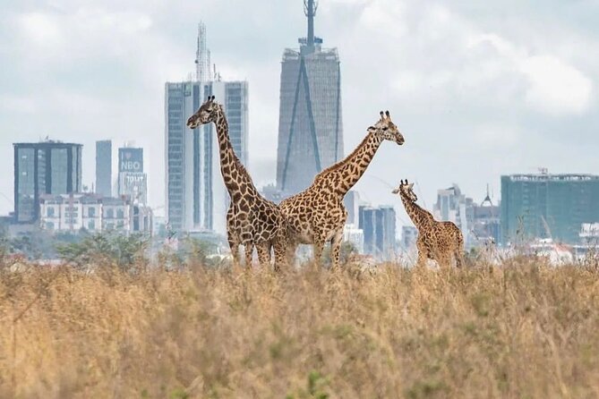 n
                  Nairobi National Park Mosmak